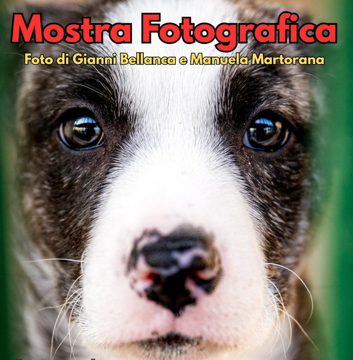 Sanremo: domani pomeriggio al via la mostra fotografica solidale dedicata ai cani e ai gatti del canile ENPA Sanremo: domani pomeriggio al via la mostra fotografica solidale dedicata ai cani e ai gatti del canile ENPA