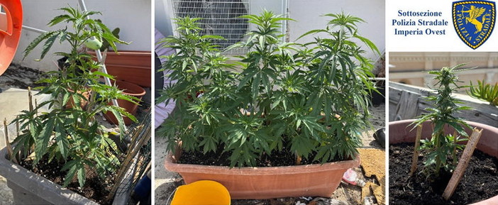 Coltiva marijuana sul terrazzo di casa: fermato sulla A10 e denunciato un uomo dalla Polizia Stradale