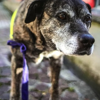 Ospedaletti: è morta Masha la cagnolona che era la mascotte della locale Protezione Civile (Foto)