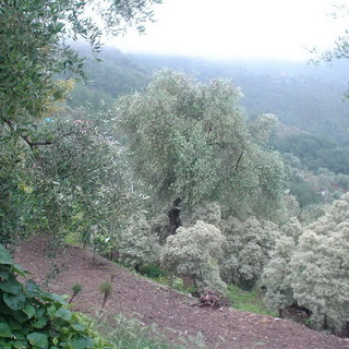 Furti notturni di olive nell'entroterra di Imperia: il preoccupato intervento di Fulvio Giribaldi (FdI-An)