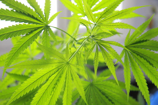 Sanremo: 28 piante di cannabis sul terrazzo in centro città, denunciato il proprietario