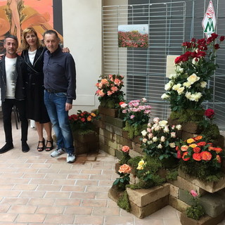 Sanremo: la Palazzina Prediali diventa la vetrina delle rose, fino a sabato la mostra ‘Le Rose di maggio’ Sanremo: la Palazzina Prediali diventa la vetrina delle rose, fino a sabato la mostra ‘Le Rose di maggio’