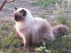 Imperia: gatto smarrito in strada Ronchi Brighei, l'appello dei proprietari per ritrovarlo (Foto)