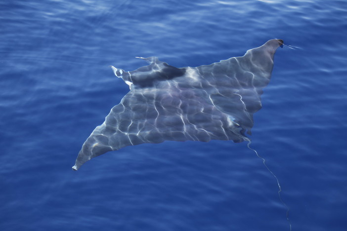 Il diavolo del mare danza nelle acque della riviera, suscitando curiosità nella comunità scientifica Il diavolo del mare danza nelle acque della riviera, suscitando curiosità nella comunità scientifica