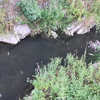 Soldano, moria improvvisa di pesci nel torrente. Cassini: "L'Asl ha prelevato un campione, ora attendiamo esito di analisi" Soldano, moria improvvisa di pesci nel torrente. Cassini: "L'Asl ha prelevato un campione, ora attendiamo esito di analisi"