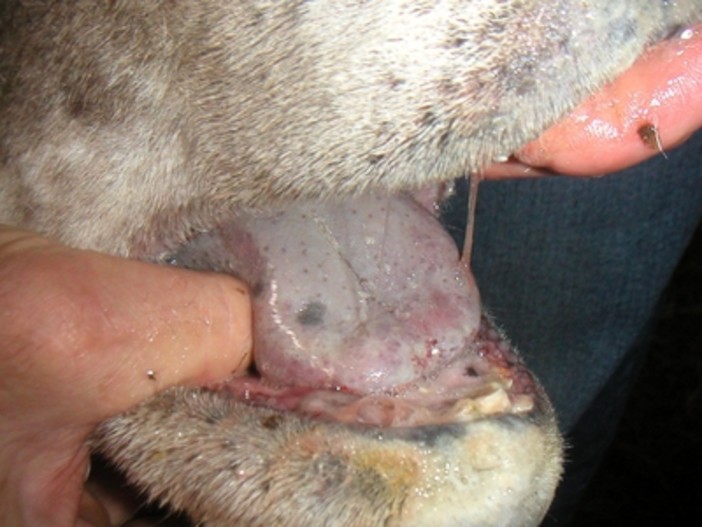 Casi di Blue Tongue nell'entroterra ligure: la malattia della lingua blu