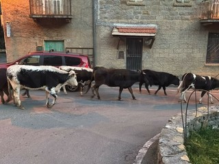 Le mucche al bivio tra Sant'Antonio e San Donato Le mucche al bivio tra Sant'Antonio e San Donato