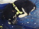 Vallecrosia: smarrito da questa mattina il cucciolo nella foto, l'appello dei proprietari
