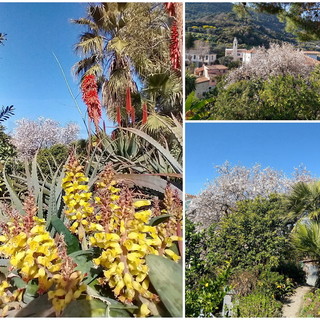 Ventimiglia: uno splendido mandorlo centenario nel giardino di un nostro lettore, le immagini