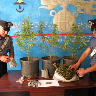 Sanremo: 32enne sorpreso in casa con tre piante di marijuana sul terrazzo