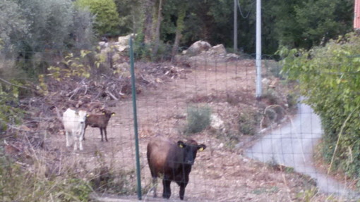Zootecnia: Regione Liguria, 450 mila euro da bandi psr per benessere animali di allevamento