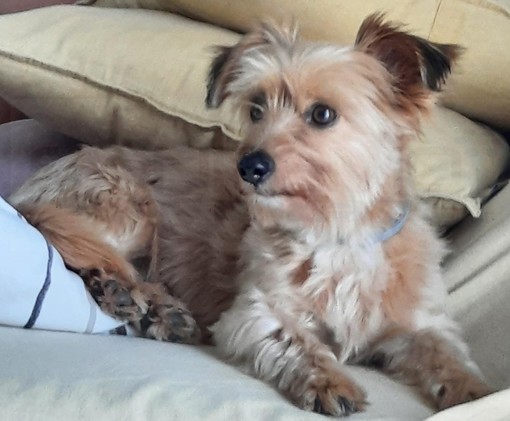 Sanremo: scomparsa dalla zona di San Pietro la cagnolina Molly, l'appello dei proprietari (Foto)