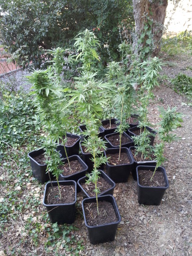 Imperia: la Finanza scopre coltivazione di marijuana, arrestata una donna, aveva messo in piedi sistema sofisticato