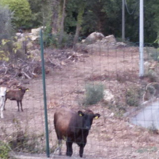 Mucche e tori allo stato brado nell’imperiese: interviene la Coldiretti “La situazione è fuori controllo”