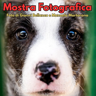 Sanremo: domani pomeriggio al via la mostra fotografica solidale dedicata ai cani e ai gatti del canile ENPA Sanremo: domani pomeriggio al via la mostra fotografica solidale dedicata ai cani e ai gatti del canile ENPA