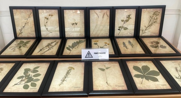 Sanremo: ultimi giorni per visitare la mostra “Mondo vegetale, opere d'arte viventi. Erbe ed erbari” Sanremo: ultimi giorni per visitare la mostra “Mondo vegetale, opere d'arte viventi. Erbe ed erbari”
