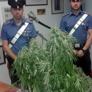 Diano Marina: scoperto dai Carabinieri un 'coltivatore' di hashish, denunciato un 38enne di Cuneo