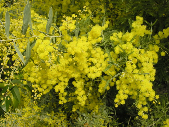 Alle 14 sul Tg3 regionale della Liguria un servizio sulla floricoltura imperiese