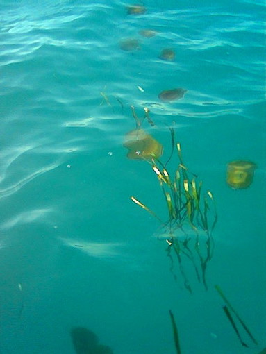 Ventimiglia: sfiorata da una medusa alla Baia Benjamin, 38enne lievemente ferita