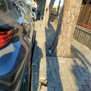 Sanremo: prossimi lavori ai marciapiedi di via Nino Bixio, il Comune affida una verifica di 11 pini Sanremo: prossimi lavori ai marciapiedi di via Nino Bixio, il Comune affida una verifica di 11 pini