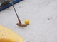 Ventimiglia: ai giardini Tommaso Reggio il torneo di minigolf organizzato dall'associazione "Amici dei Disabili" Ventimiglia: ai giardini Tommaso Reggio il torneo di minigolf organizzato dall'associazione "Amici dei Disabili"