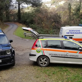 Imperia, la Leidaa commenta l’entrata in vigore della Legge Brambilla sulla tutela degli animali Imperia, la Leidaa commenta l’entrata in vigore della Legge Brambilla sulla tutela degli animali