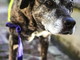 Ospedaletti: è morta Masha la cagnolona che era la mascotte della locale Protezione Civile (Foto)