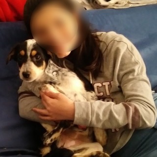 Sanremo: smarrito cane meticcio nella zona del Solaro, l'appello dei proprietari (Foto)