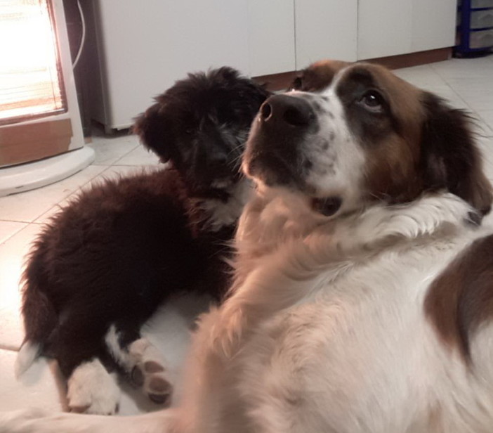 Ventimiglia: smarriti due cani sulle immediate alture della città, l'appello dei proprietari (Foto)