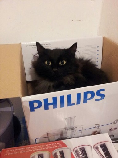 Sanremo: la gatta Maki ha trovato una casa tutta per lei