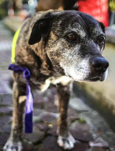Ospedaletti: è morta Masha la cagnolona che era la mascotte della locale Protezione Civile (Foto)