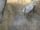 Sanremo: sopralluogo della Soprintendenza ai Beni Culturali al cantiere sul San Francesco, via libera alla prosecuzione dei lavori Sanremo: sopralluogo della Soprintendenza ai Beni Culturali al cantiere sul San Francesco, via libera alla prosecuzione dei lavori