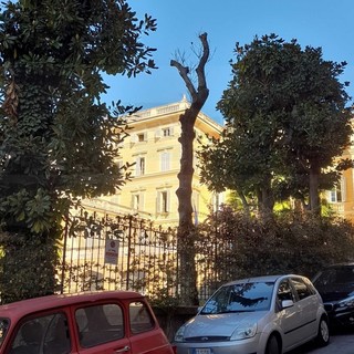 Sanremo: piante morte a Villa Magnolie, nuova denuncia ai Carabinieri "E' stata una capitozzatura" (Foto) Sanremo: piante morte a Villa Magnolie, nuova denuncia ai Carabinieri "E' stata una capitozzatura" (Foto)