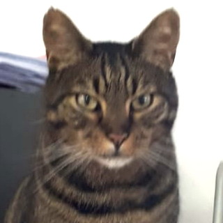 Camporosso: da ieri non si trova più il gatto 'Meo', l'appello della nostra lettrice Simona (Foto) Camporosso: da ieri non si trova più il gatto 'Meo', l'appello della nostra lettrice Simona (Foto)