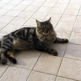Pompeiana: in regalo gattino di 5 mesi striata abituata a vivere in giardino (Foto)