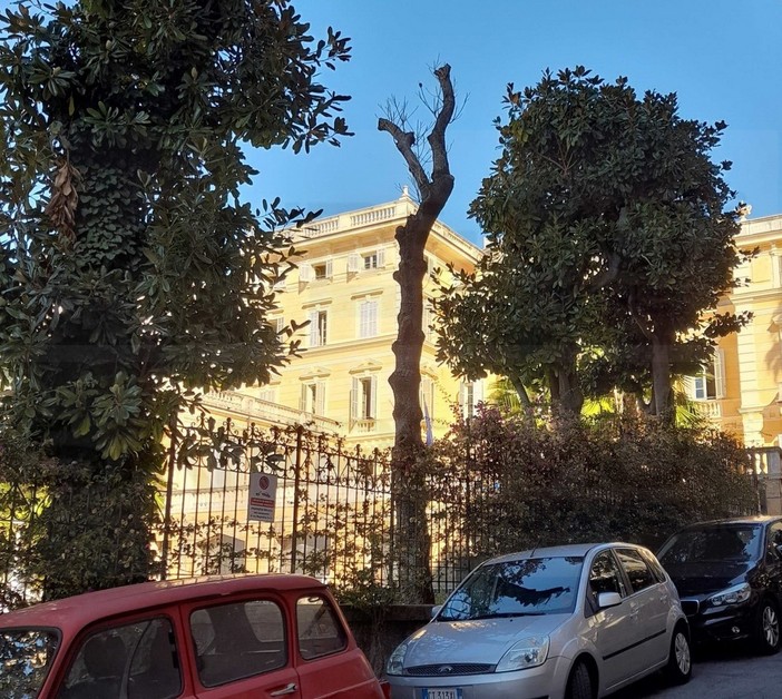 Sanremo: piante morte a Villa Magnolie, nuova denuncia ai Carabinieri "E' stata una capitozzatura" (Foto) Sanremo: piante morte a Villa Magnolie, nuova denuncia ai Carabinieri "E' stata una capitozzatura" (Foto)