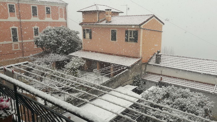 La mimosa sotto la neve La mimosa sotto la neve