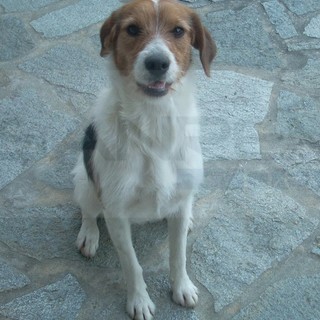 Camporosso: ritrovata Nala, la cagnolina persa venerdì scorso. La gioia della proprietaria