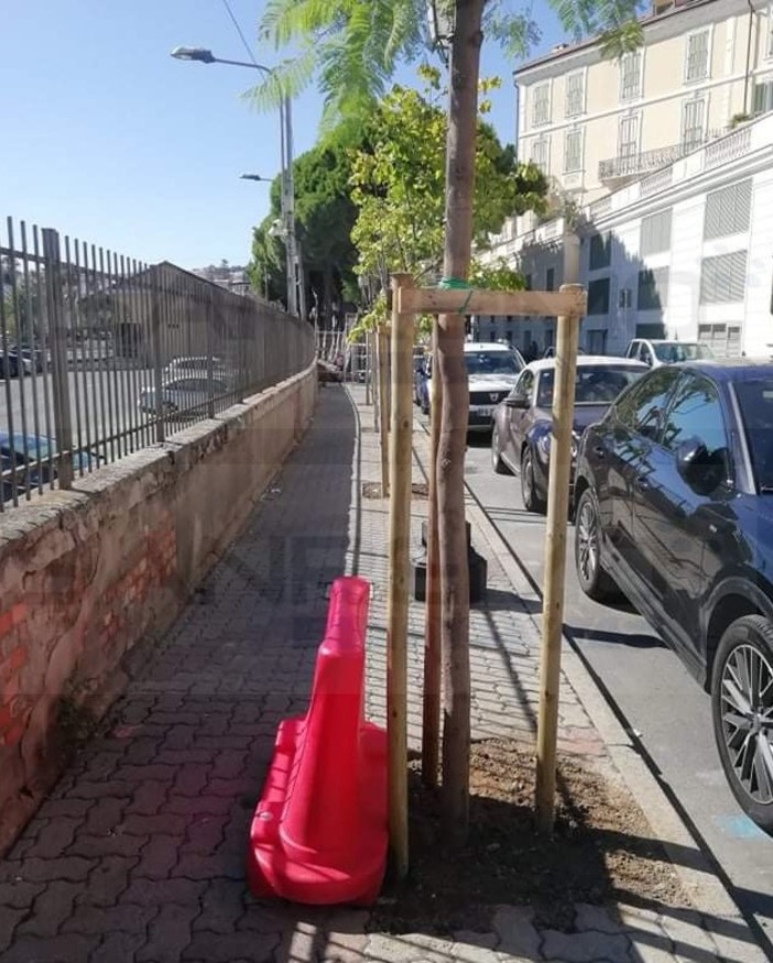 Sanremo: terminate ieri 15 piantumazioni di nuovi alberi in via Nino Bixio dove erano stati tolti i pini (Foto)