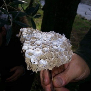 Ceriana: i Volontari della Protezione Civile distruggono alcuni nidi di 'Vespa velutina' sul territorio