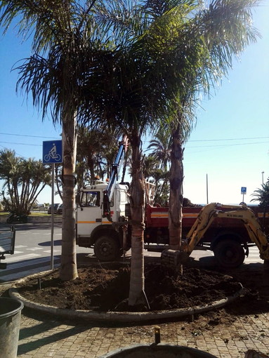 Sanremo: sistemate oggi vicino all'ex stazione le piante di palma non attaccabili dal Punteruolo Rosso (Foto)