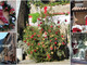 La magia del Natale a Molini di Triora: l'albero addobbato è stato portato dall'alluvione