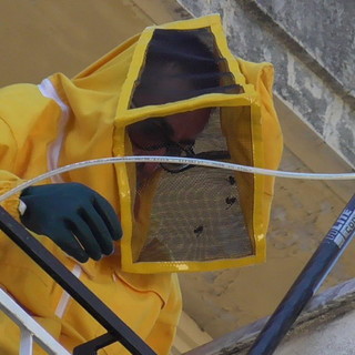 Continuano gli interventi dei Rangers d'Italia per le vespe velutine: molte le chiamate durante l'estate