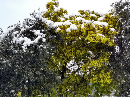La mimosa coperta dalla neve a Camporosso La mimosa coperta dalla neve a Camporosso