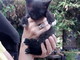 Sanremo: due gattini neri aspettano di essere adottati