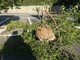Diano Castello: giardiniere assalito da diverse vespe velutina. Immediato l'intervento di una squadra della Protezione Civile di Cervo Diano Castello: giardiniere assalito da diverse vespe velutina. Immediato l'intervento di una squadra della Protezione Civile di Cervo