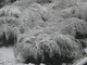 Neve e ghiaccio sui campi agricoli: la preoccupazione dell'Anga di Imperia Neve e ghiaccio sui campi agricoli: la preoccupazione dell'Anga di Imperia