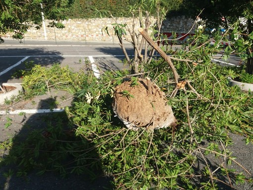 Diano Castello: giardiniere assalito da diverse vespe velutina. Immediato l'intervento di una squadra della Protezione Civile di Cervo Diano Castello: giardiniere assalito da diverse vespe velutina. Immediato l'intervento di una squadra della Protezione Civile di Cervo