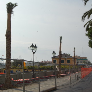 Sanremo: perchè le palme e non altre piante? Nuova domanda da una nostra lettrice