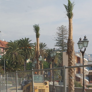Bordighera: nasce 'A Cumpagnia d'a Parmura' per preservare e valorizzare le palme